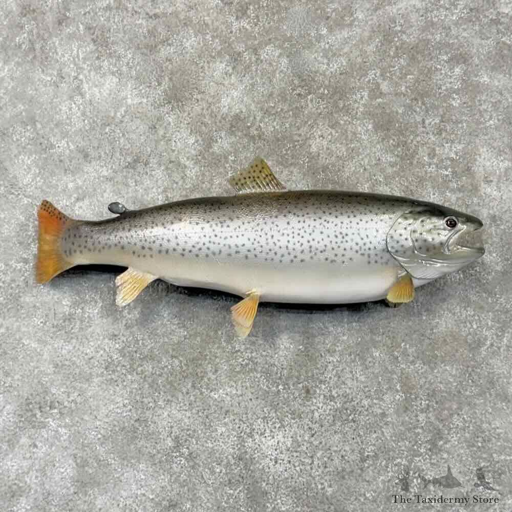 Brown Trout Fish Mount For Sale #30397 @ The Taxidermy Store