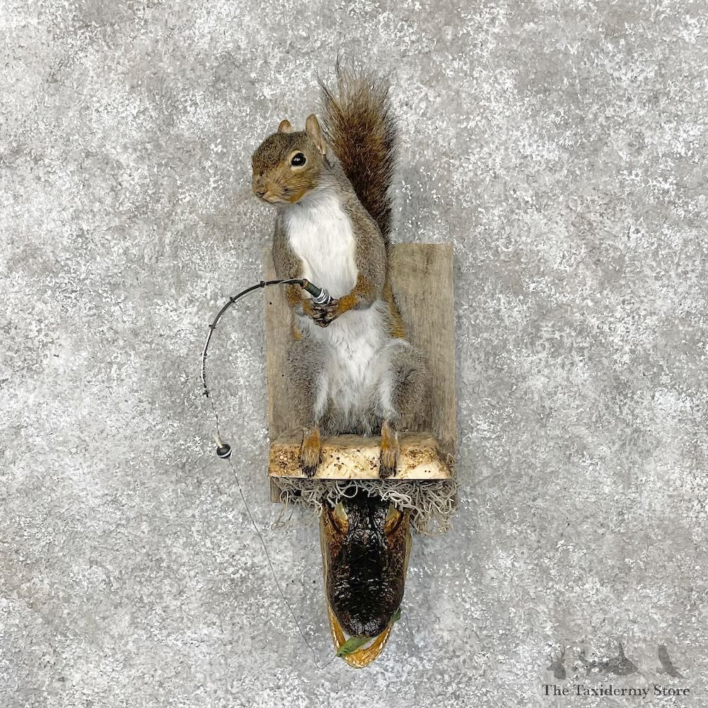 Novelty Gray Squirrel Taxidermy Mount For Sale #28572 @ The Taxidermy Store