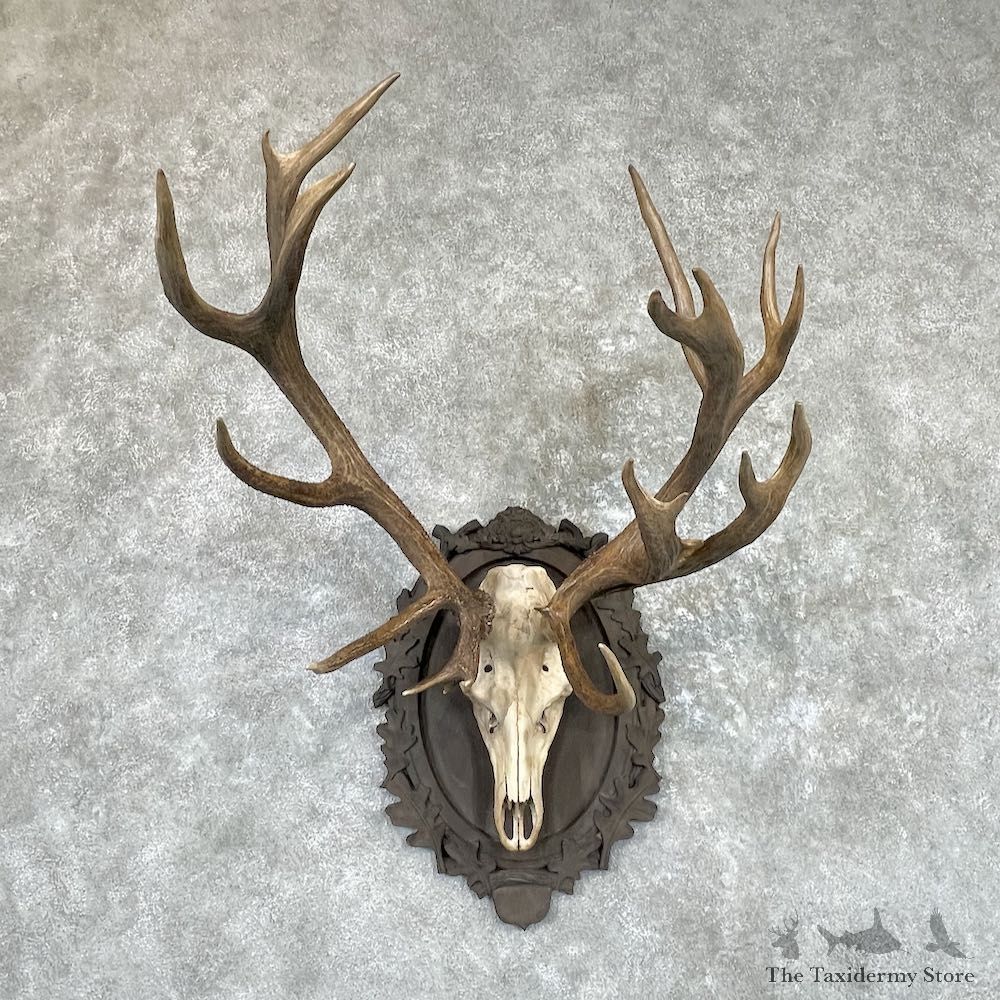 Red Deer Stag Skull Plaque Mount For Sale #26516 @ The Taxidermy Store