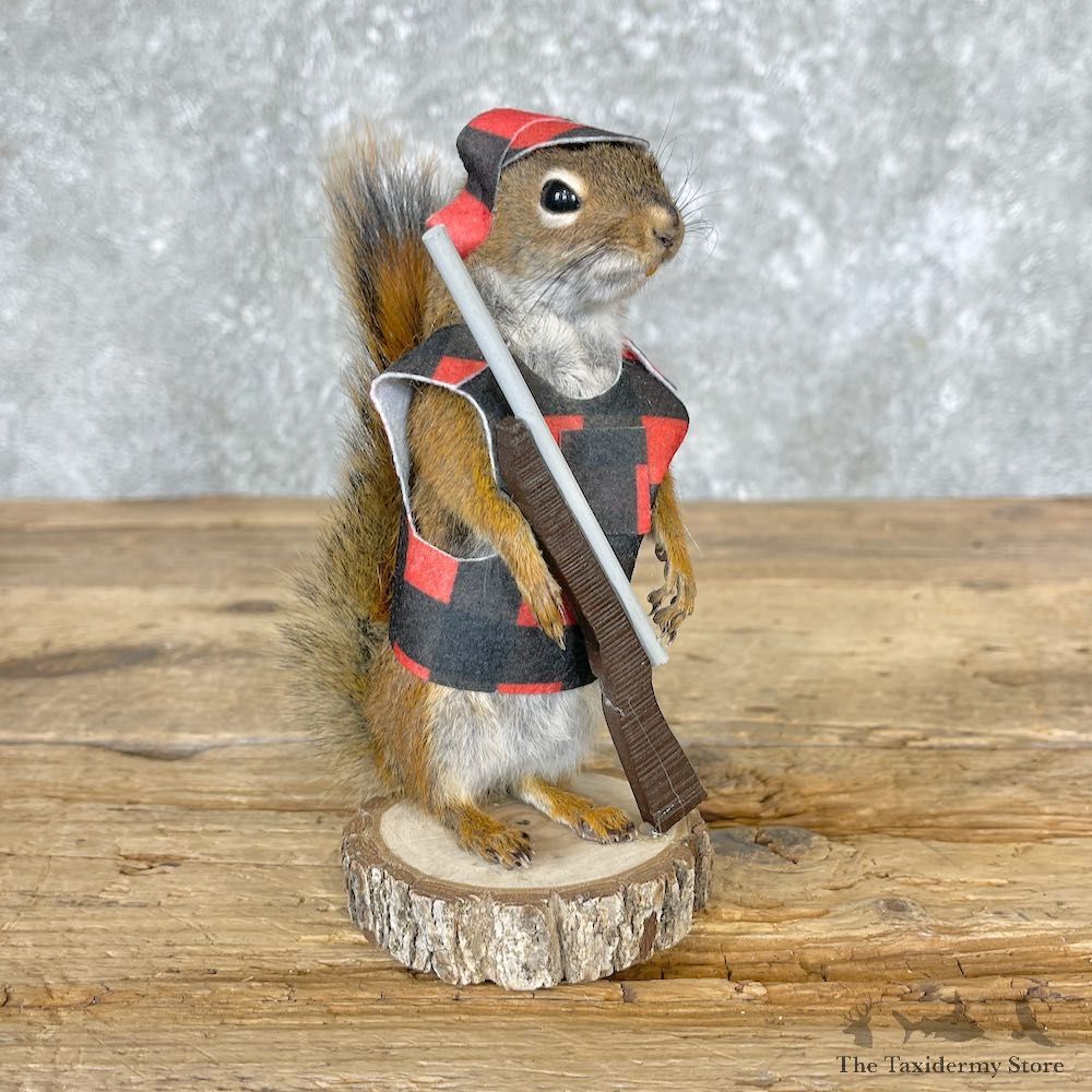Hunting Squirrel Novelty Mount For Sale #26553 @ The Taxidermy Store