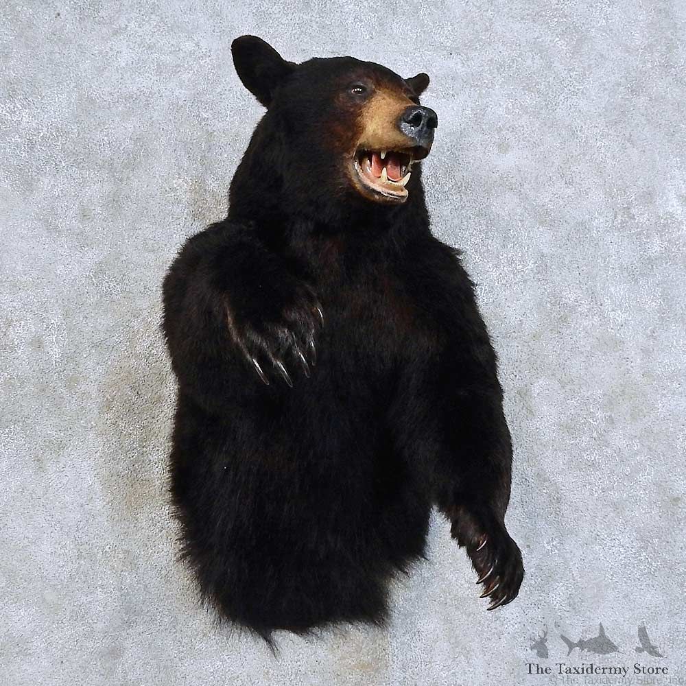 Black Bear 1/2 Life Size Mount For Sale #15869 @ The Taxidermy Store