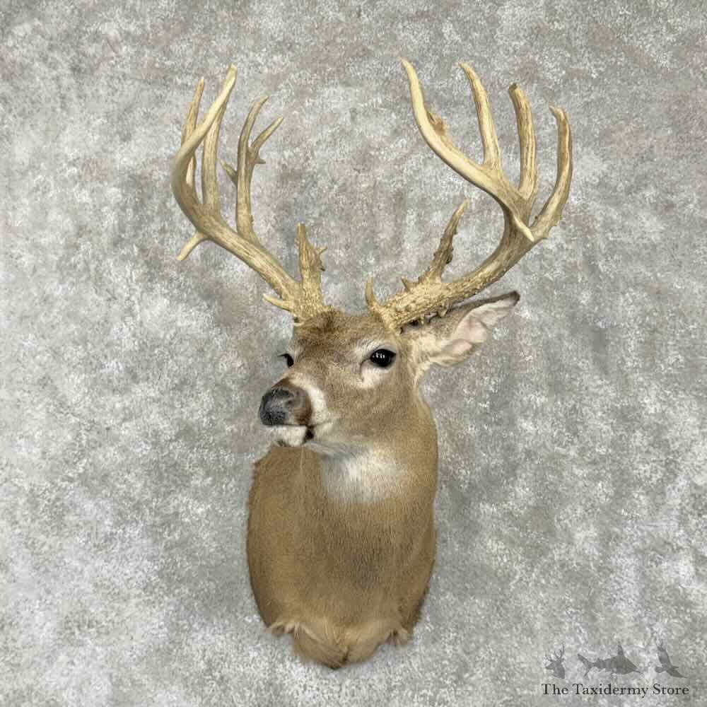 Whitetail Deer Shoulder Mount For Sale #31769 @ The Taxidermy Store