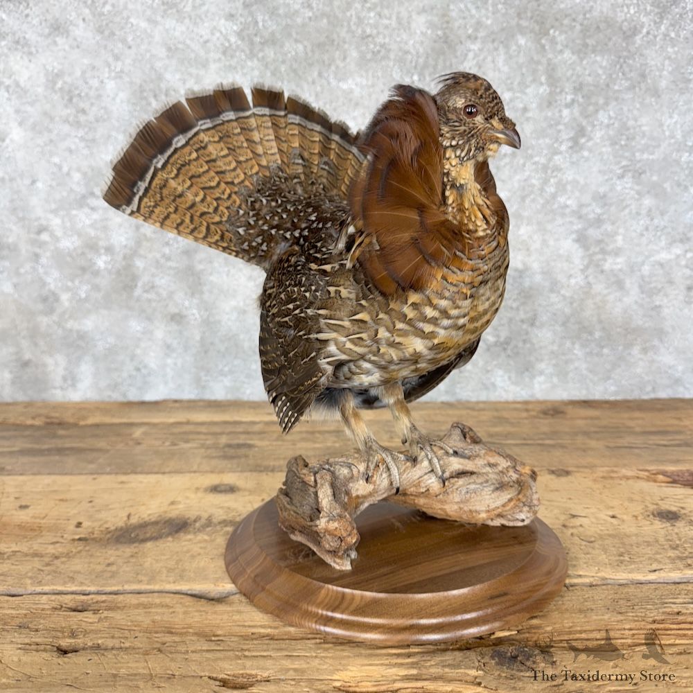 Ruffed Grouse Bird Mount For Sale #30181 @ The Taxidermy Store