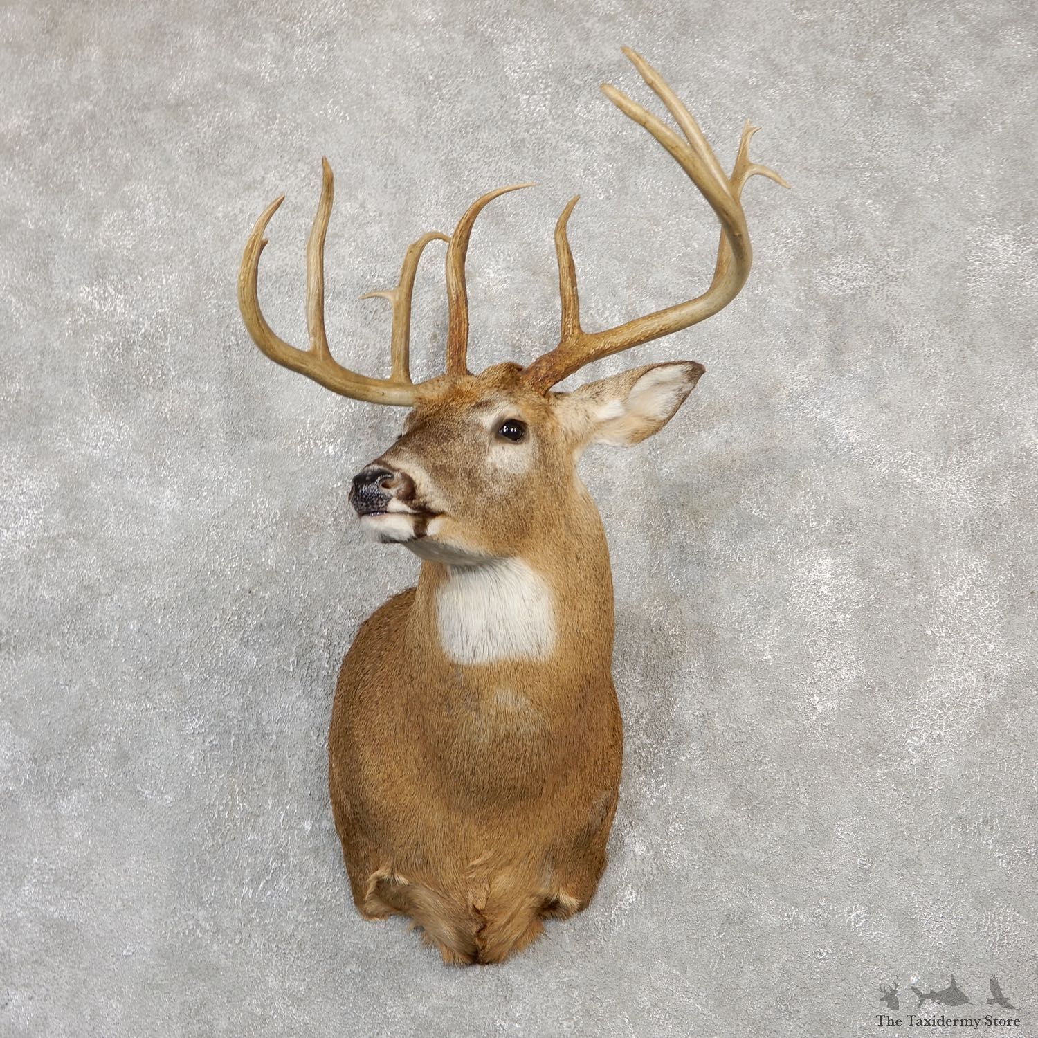 Whitetail Deer Shoulder Taxidermy Mount For Sale #20011 @ The Taxidermy Store.jpg