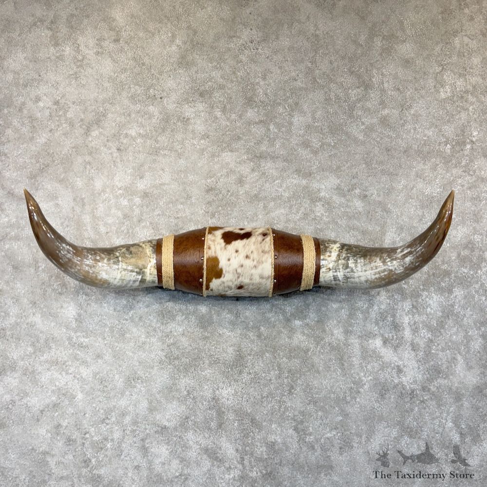 Watusi Longhorn Plaque For Sale #29853 @ The Taxidermy Store