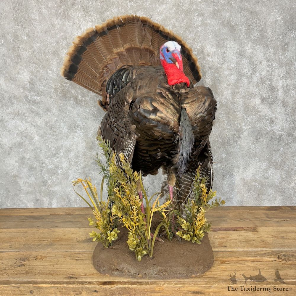 Eastern Turkey Bird Mount For Sale #29347 @ The Taxidermy Store