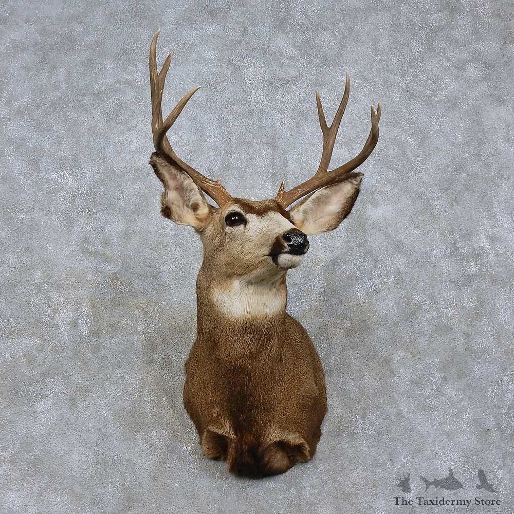Mule Deer Shoulder Mount For Sale #15757 @ The Taxidermy Store