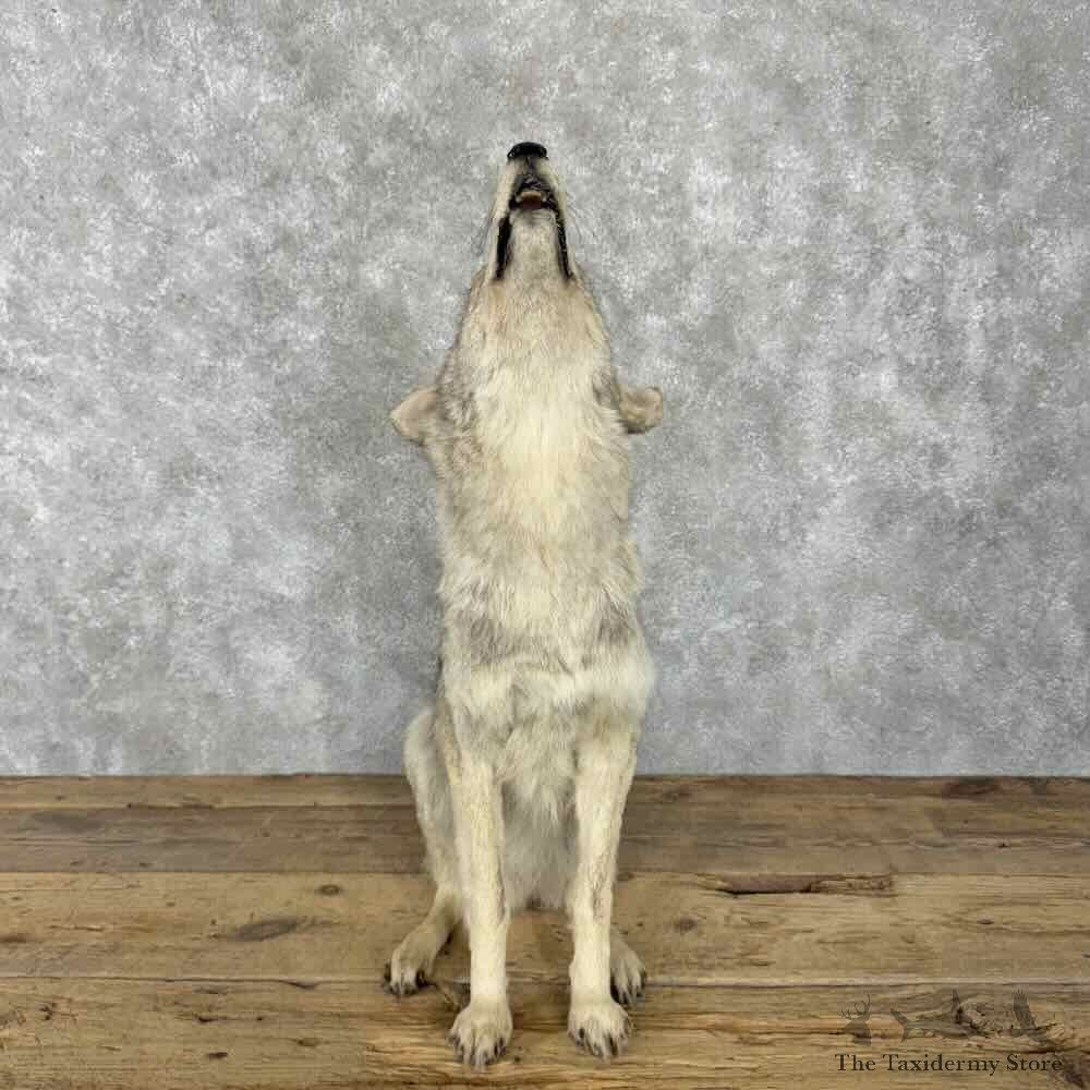 Coyote Life-Size Mount For Sale #30802 @ The Taxidermy Store