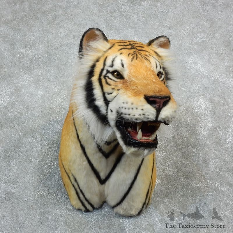 Reproduction Siberian Tiger Shoulder Mount For Sale #18294 @ The Taxidermy Store