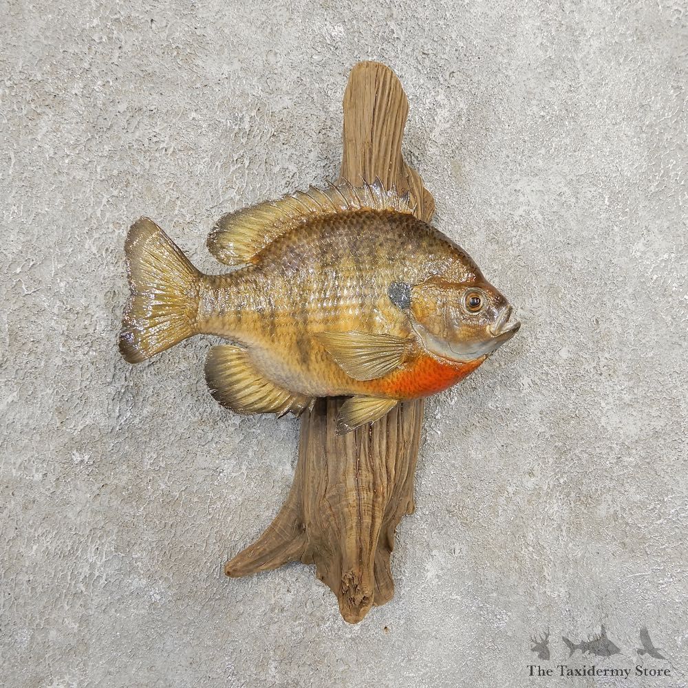 Bluegill Taxidermy Fish Mount #20913 For Sale @ The Taxidermy Store
