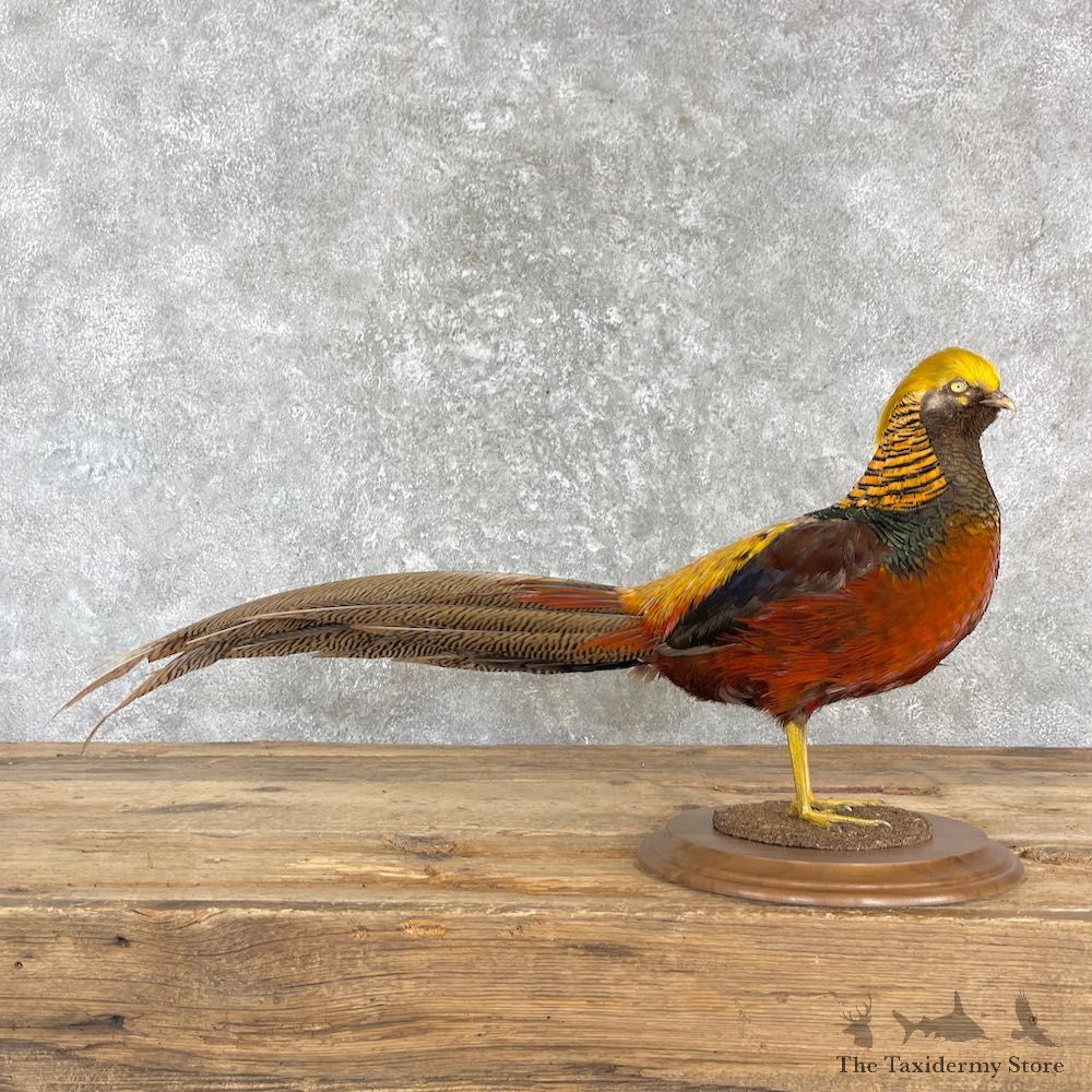 Red Golden Pheasant Mount For Sale #27170 @ The Taxidermy Store