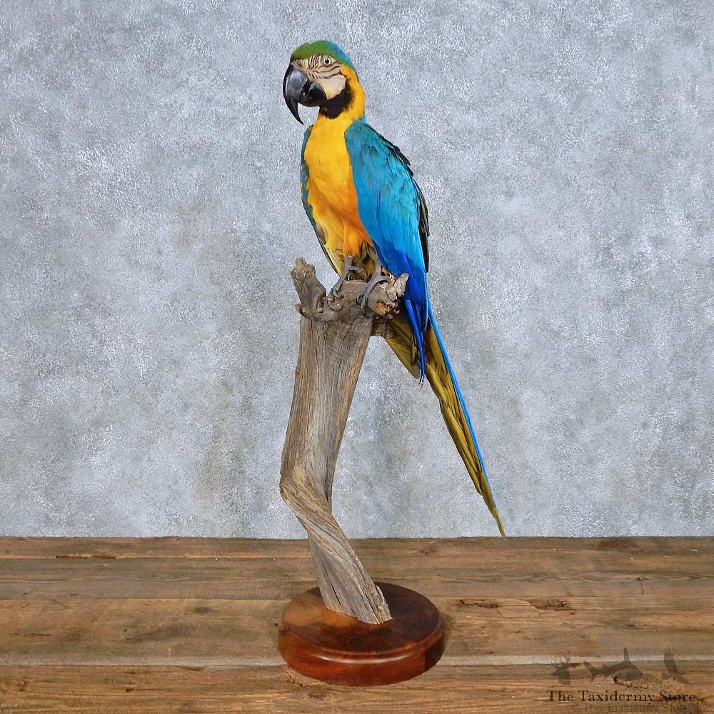 Blue & Gold Macaw Bird Mount For Sale #14690 @ The Taxidermy Store