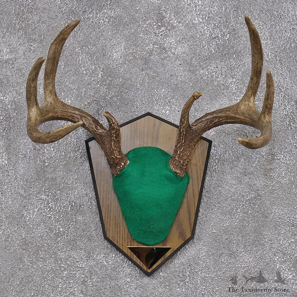 Whitetail Deer Taxidermy Antler Plaque Mount #12426 For Sale @ The Taxidermy Store