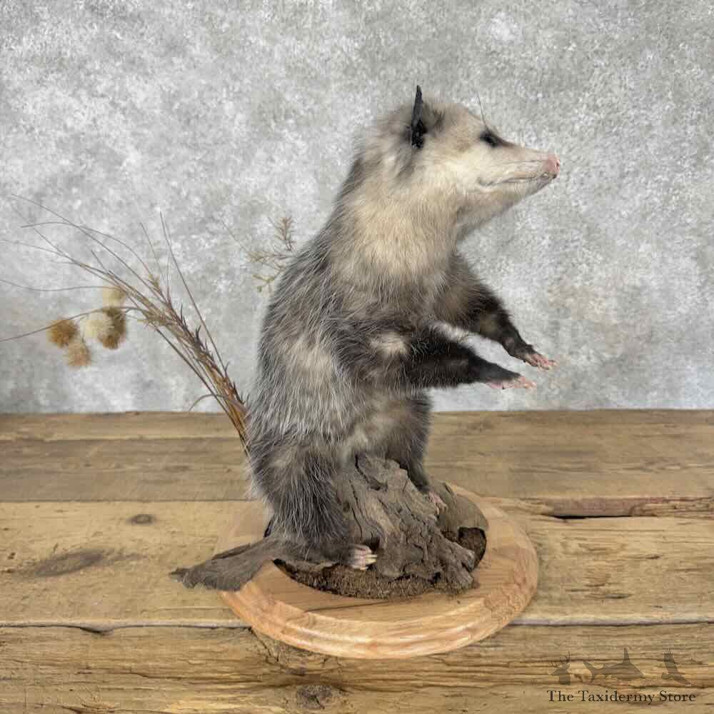 Opossum Life-Size Mount For Sale #31622 @ The Taxidermy Store