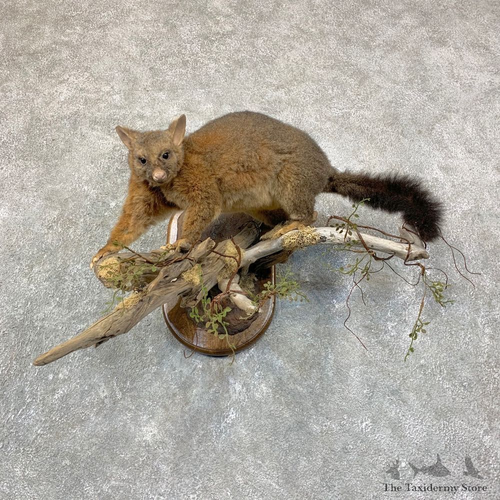 Common Brushtail Possum Mount For Sale #22760 @ The Taxidermy Store