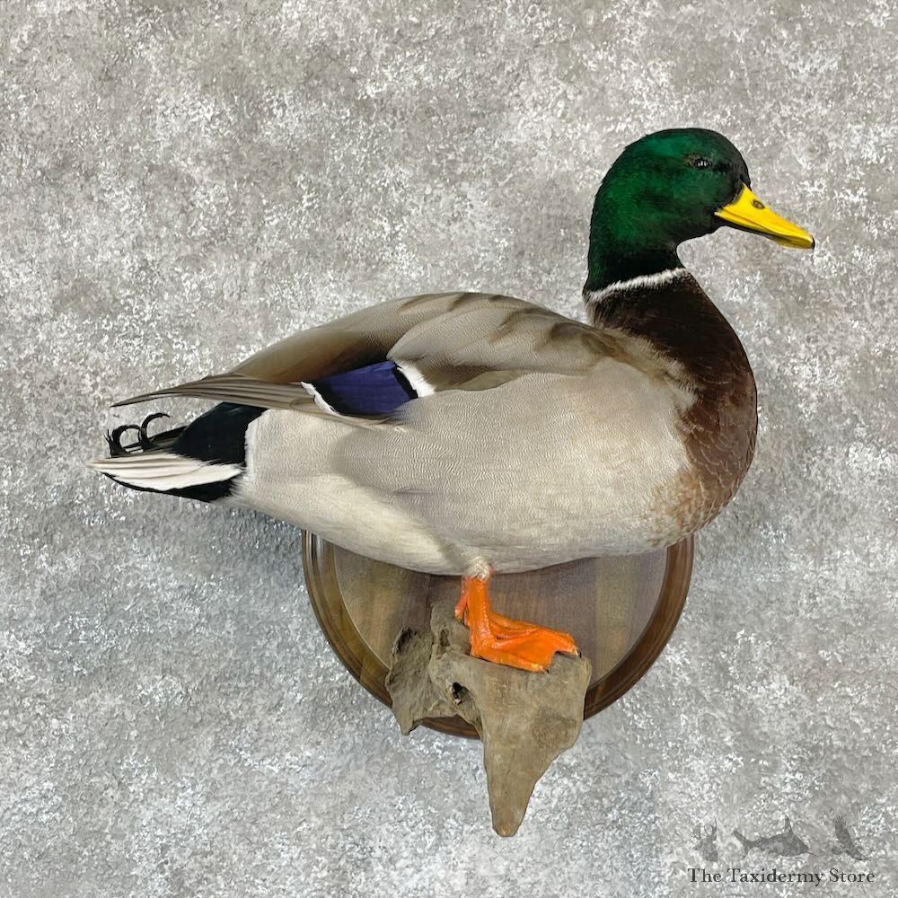 Mallard Duck Drake Bird Mount For Sale #28123 - The Taxidermy Store