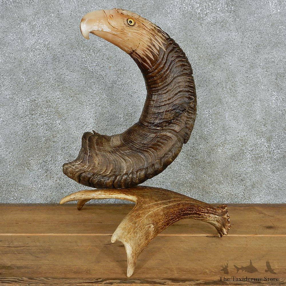 Eagle Head Bighorn Carving Taxidermy Mount #13078 For Sale @ The Taxidermy Store