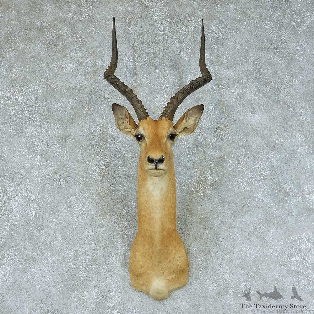 African Impala Taxidermy Shoulder Mount #13416 For Sale @ The Taxidermy Store