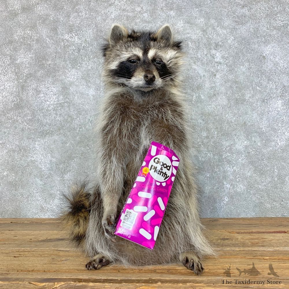 Candy Raccoon Mount For Sale #23423 @ The Taxidermy Store