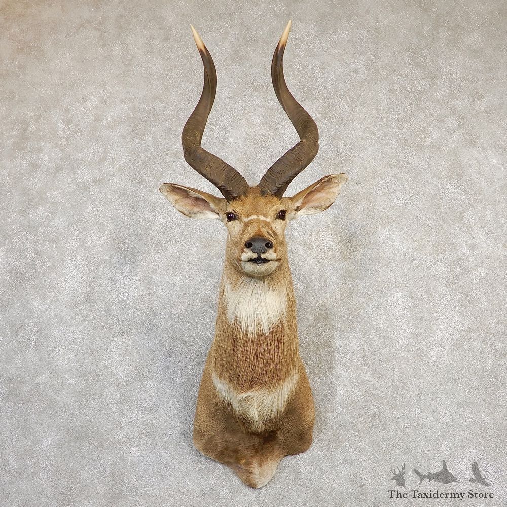 Mountain Nyala Taxidermy Shoulder Mount #20269 For Sale @ The Taxidermy Store
