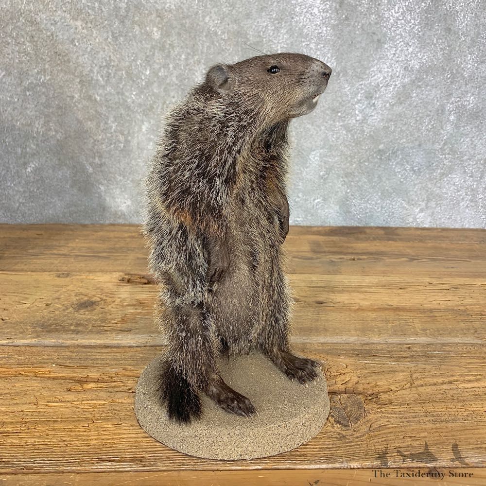 Groundhog Life-Size Mount For Sale #21308 @ The Taxidermy Store