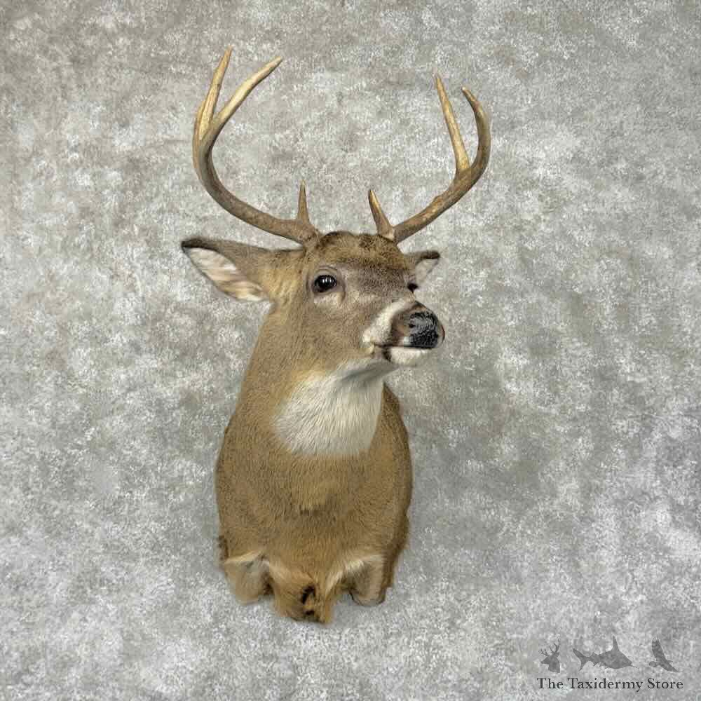 Whitetail Deer Shoulder Mount For Sale #31930 @ The Taxidermy Store