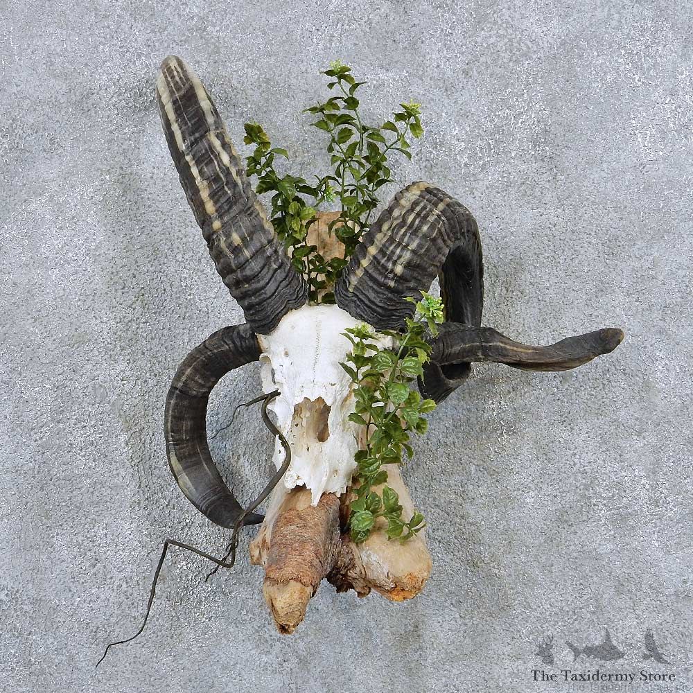 Jacobs Four Horn Skull Horns Taxidermy Mount #13839 For Sale @ The Taxidermy Store