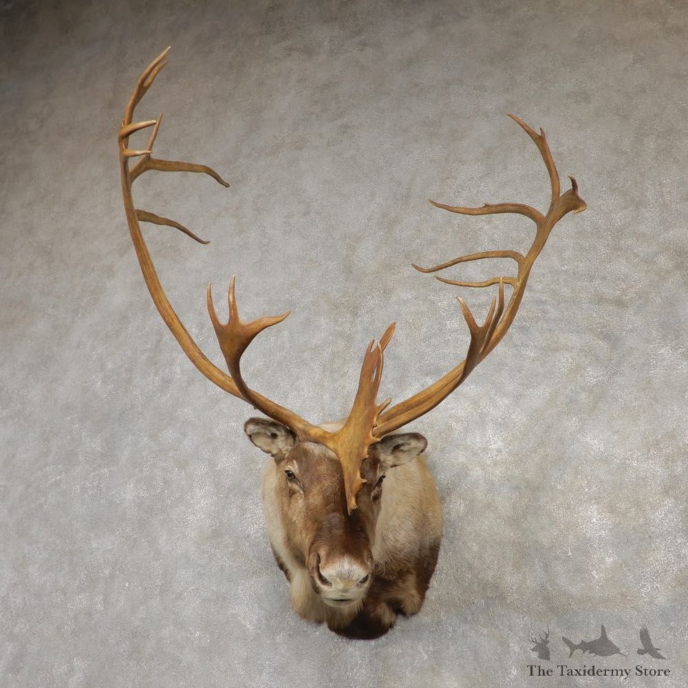 Mountain Caribou Shoulder Mount For Sale #20432 @ The Taxidermy Store