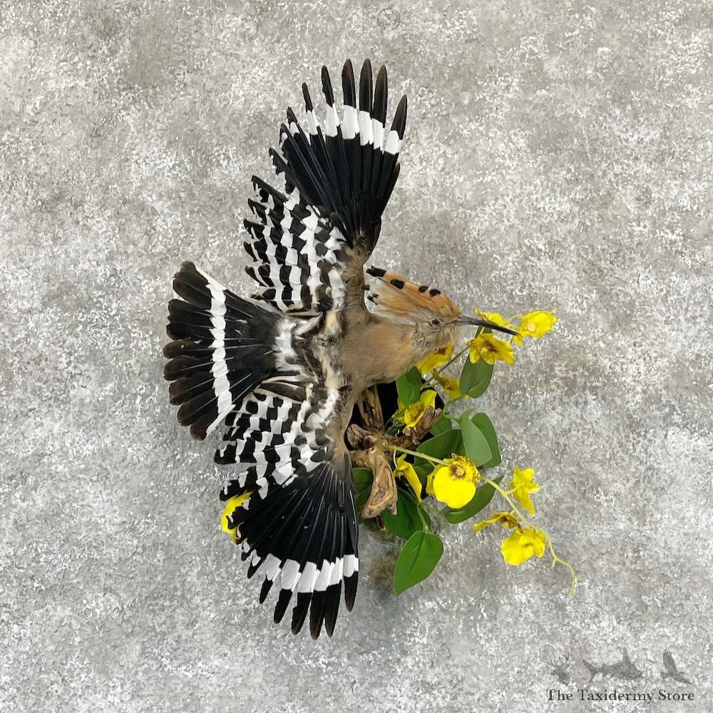 Eurasian Hoopoe Bird Mount For Sale #28183 - The Taxidermy Store