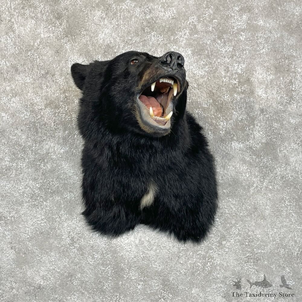 Black Bear Shoulder Mount For Sale #28083 @ The Taxidermy Store