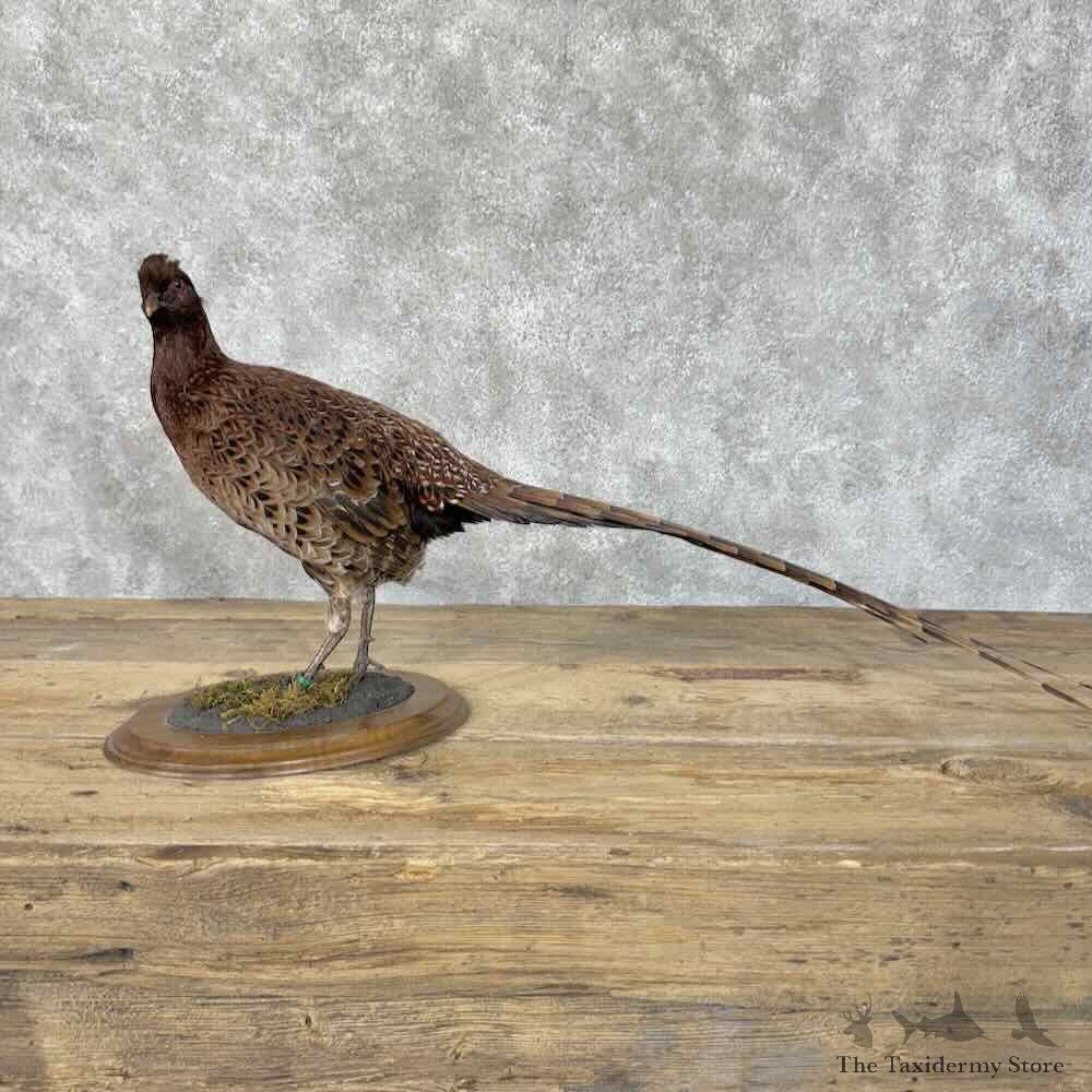 Copper Pheasant Bird Mount For Sale #30544 @ The Taxidermy Store