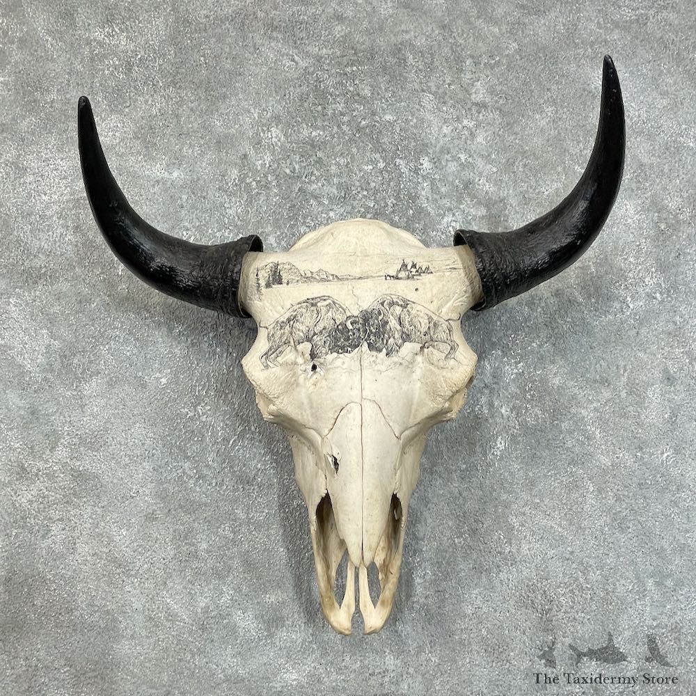 Buffalo Bison Skull Mount For Sale #25724 @ The Taxidermy Store