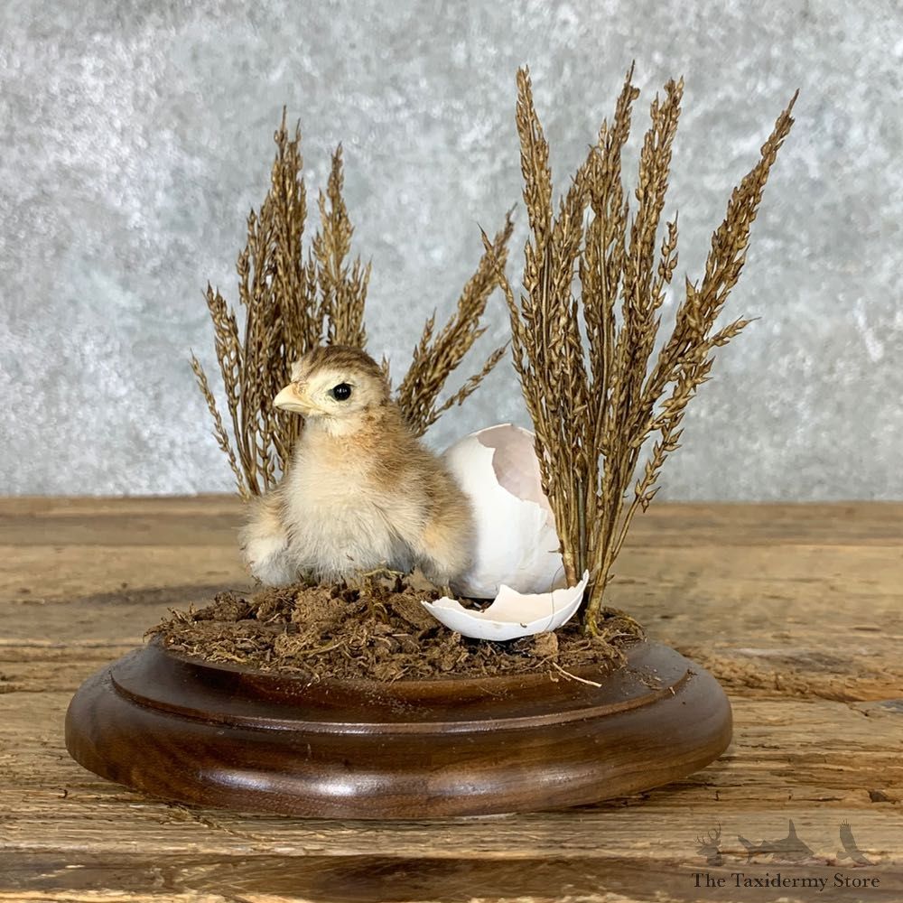 Baby Chicken Bird Mount For Sale #22476 @ The Taxidermy Store