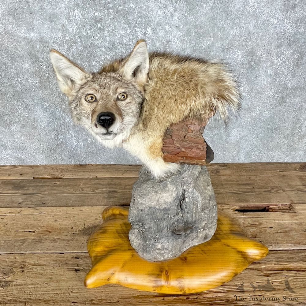 Coyote Pedestal Shoulder Taxidermy Mount #25555 For Sale @ The Taxidermy Store