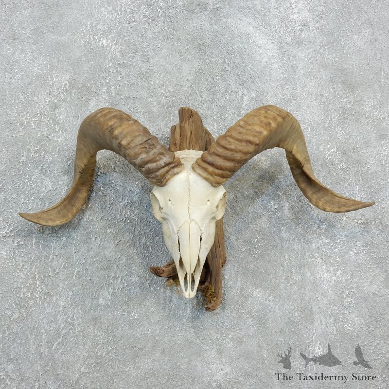 Corsican Ram Skull European Mount For Sale #18331 @ The Taxidermy Store