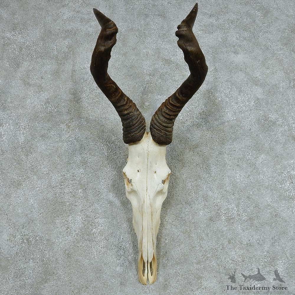 Red Hartebeest Skull Horns European Mount #13650 For Sale @ The Taxidermy Store