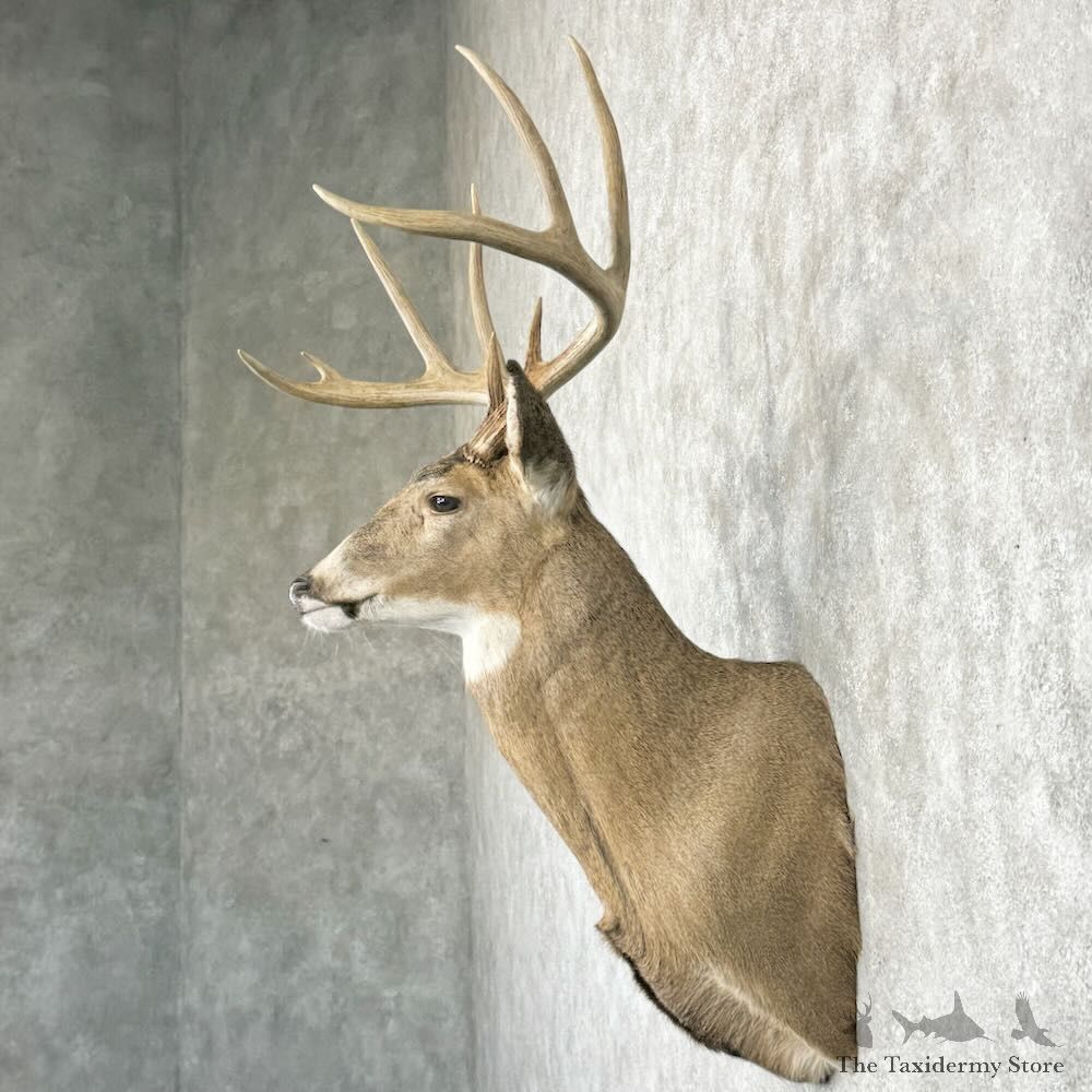 Whitetail Deer Shoulder Mount For Sale #29021 @ The Taxidermy Store