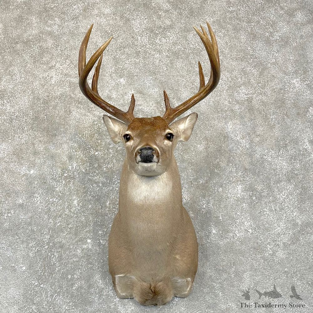 Texas Whitetail Deer Shoulder Mount For Sale #29064 @ The Taxidermy Store