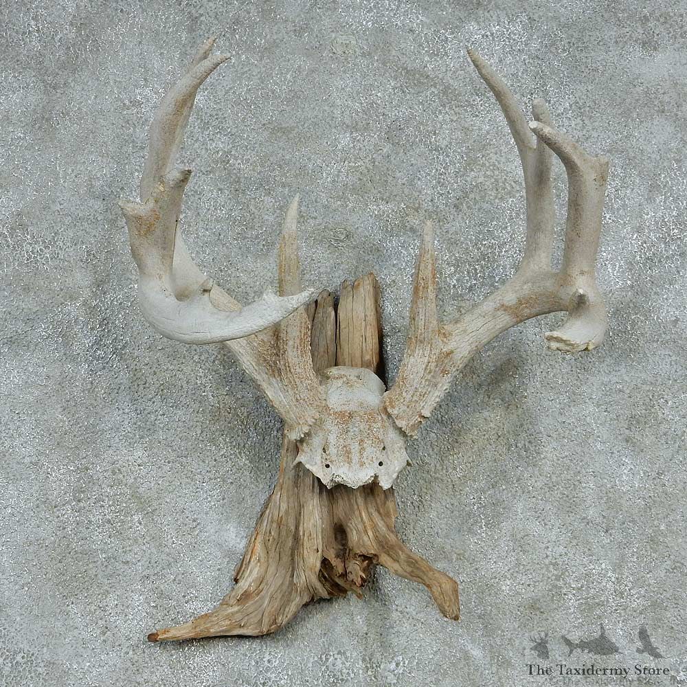 Whitetail Skull Cap & Antlers Taxidermy Mount #13254 For Sale @ The Taxidermy Store