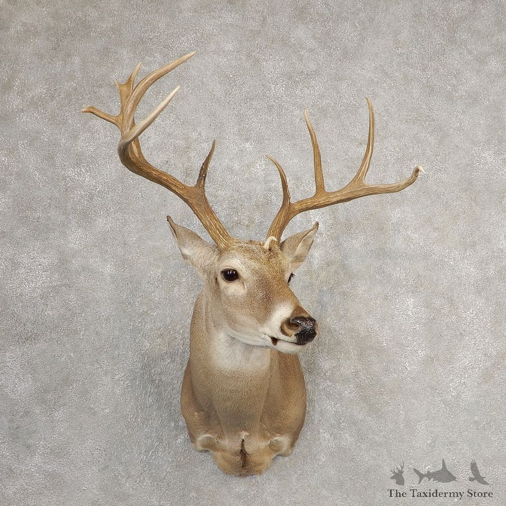 Whitetail Deer Shoulder Mount For Sale #21085 @ The Taxidermy Store