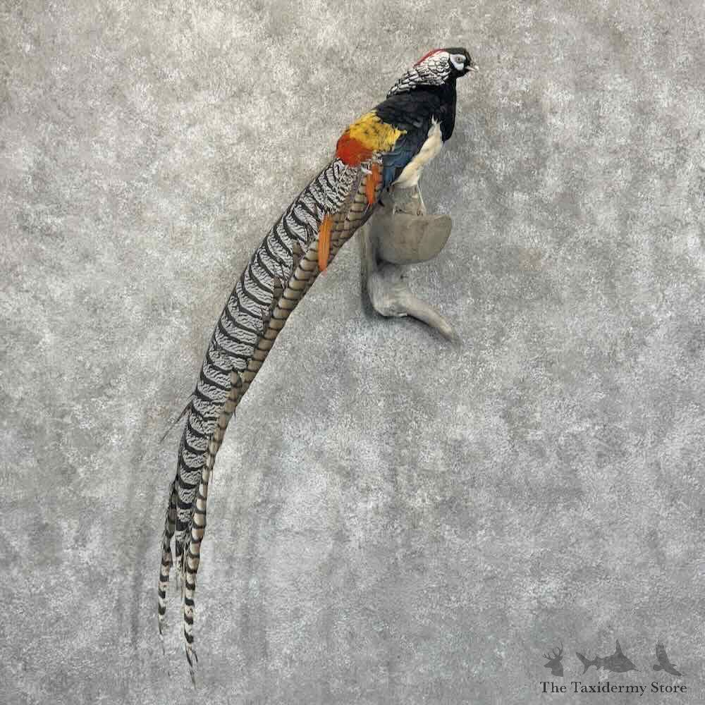 Lady Amherst Pheasant Bird Mount For Sale #30556 @ The Taxidermy Store