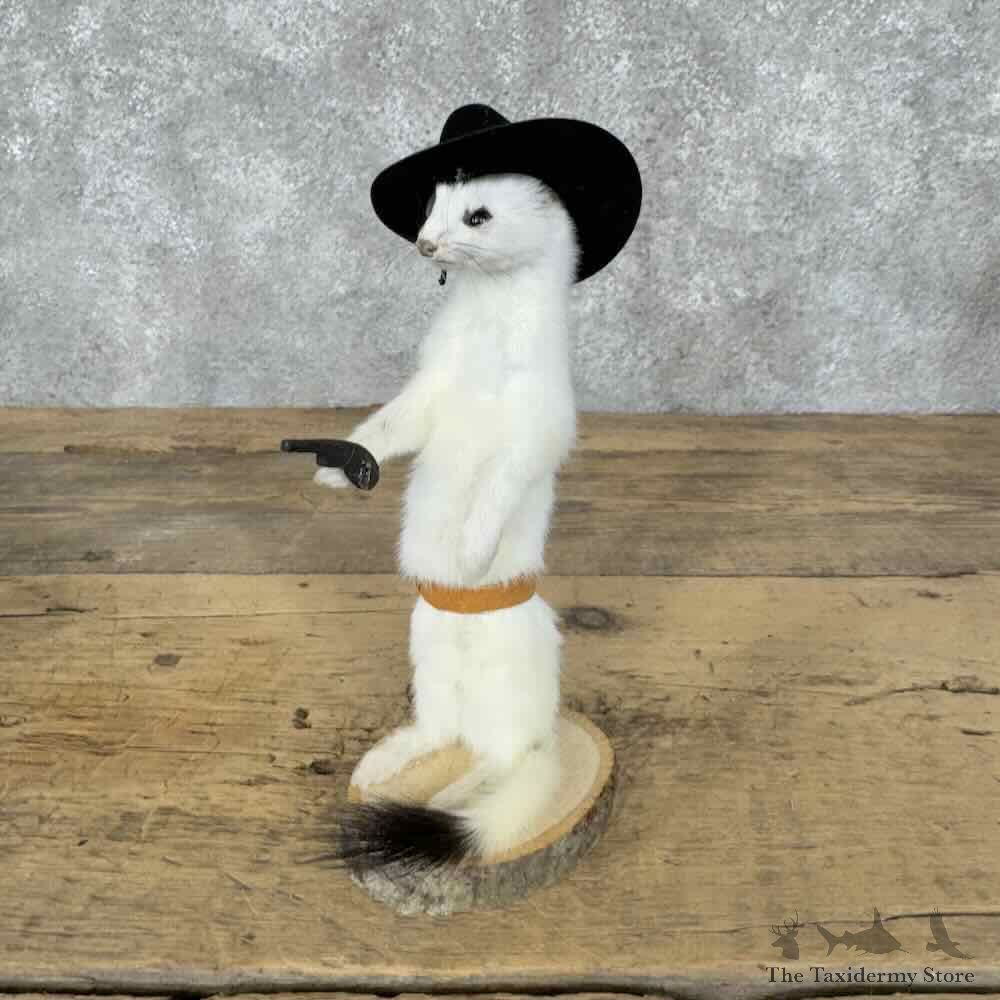 Cowboy Ermine Novelty Mount For Sale #30611 @ The Taxidermy Store
