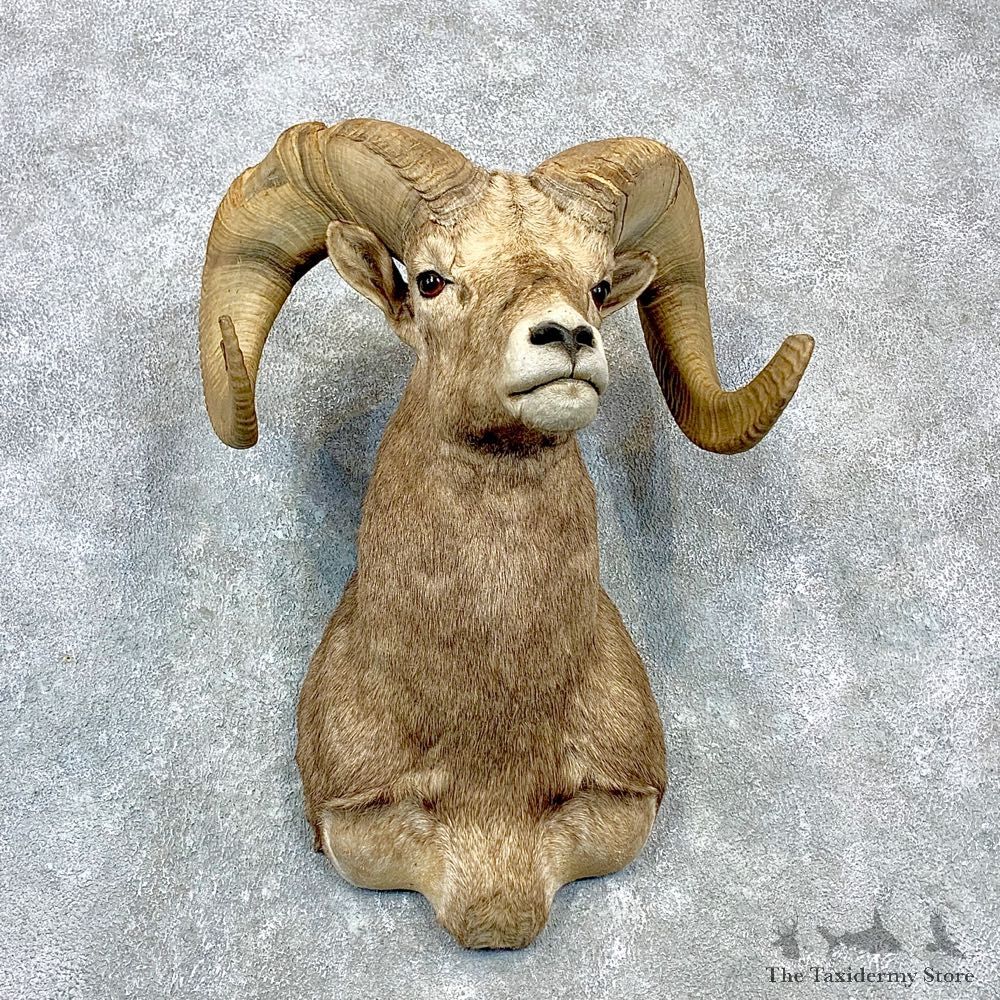 Bighorn Sheep Shoulder Mount For Sale #23083 @ The Taxidermy Store
