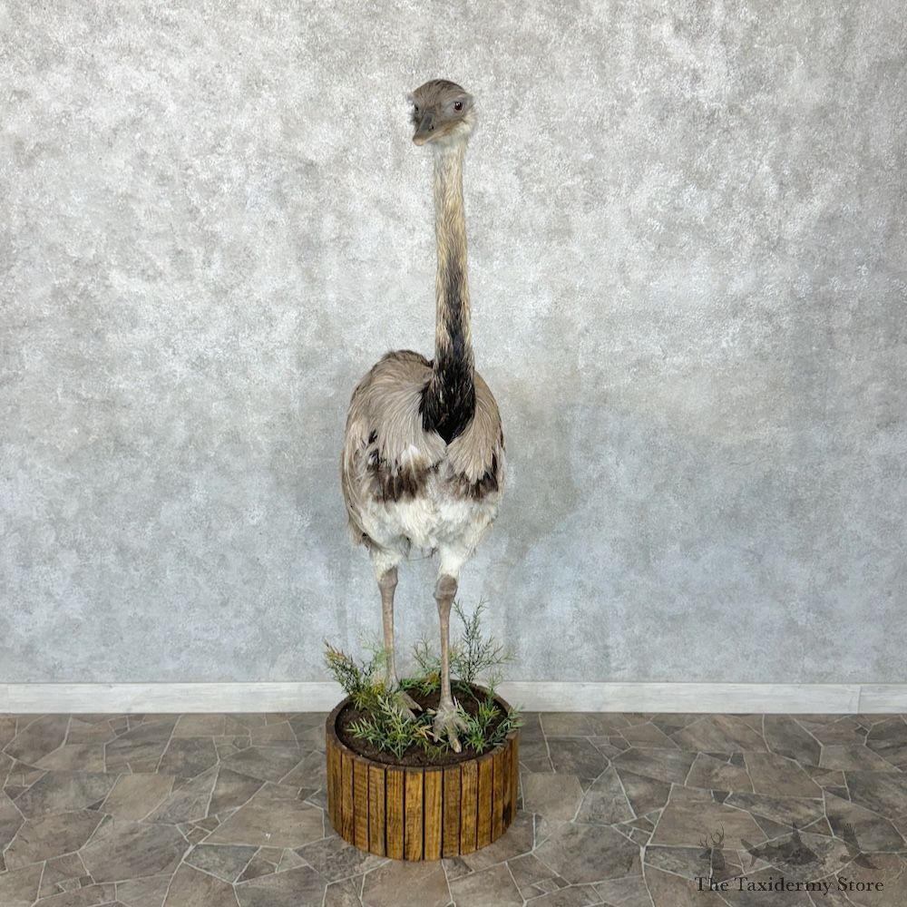 Greater Rhea Bird Mount For Sale #29650 @ The Taxidermy Store
