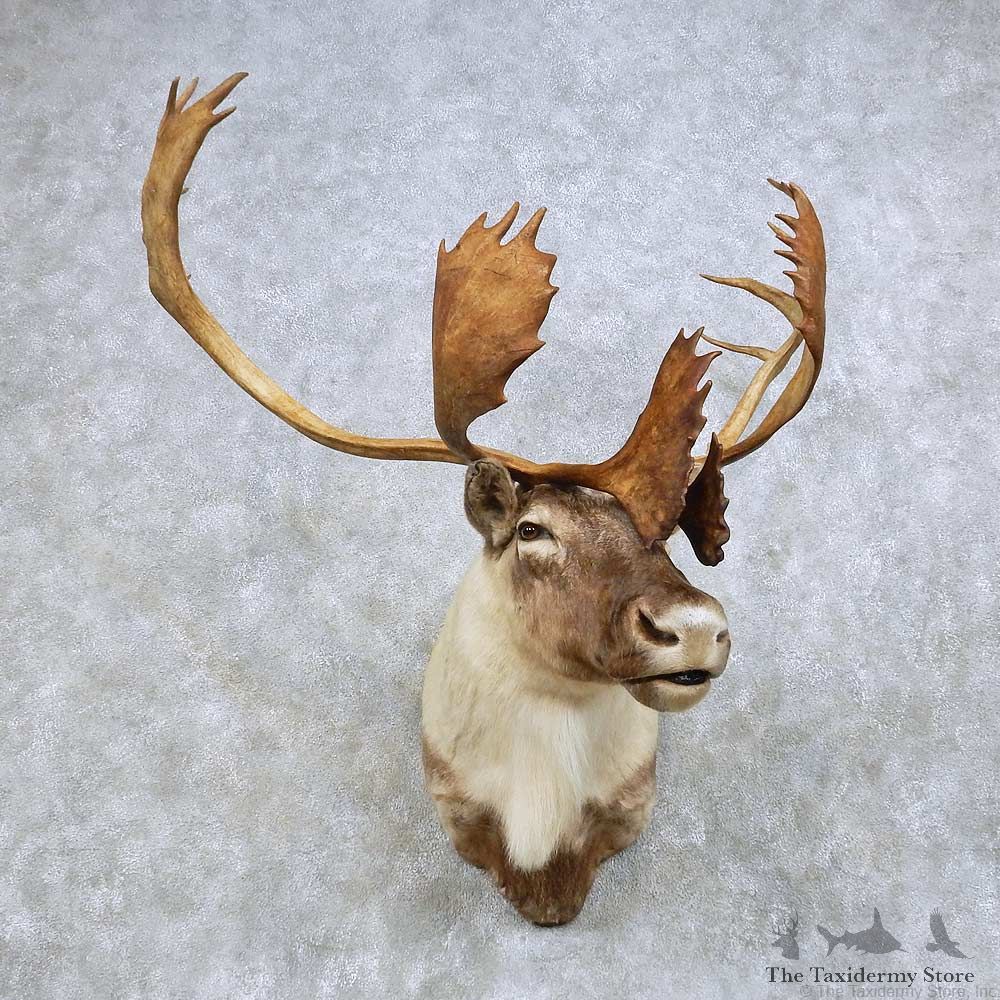 Quebec Labradore Caribou Shoulder Mount For Sale #14614 @ The Taxidermy Store