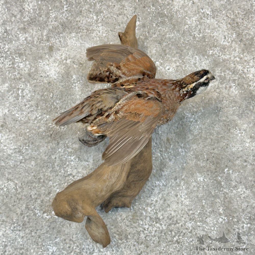 Bobwhite Quail Bird Mount For Sale #29708 @ The Taxidermy Store