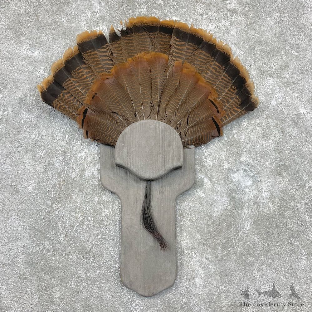 Eastern Wild Turkey Fan For Sale #26909 @ The Taxidermy Store