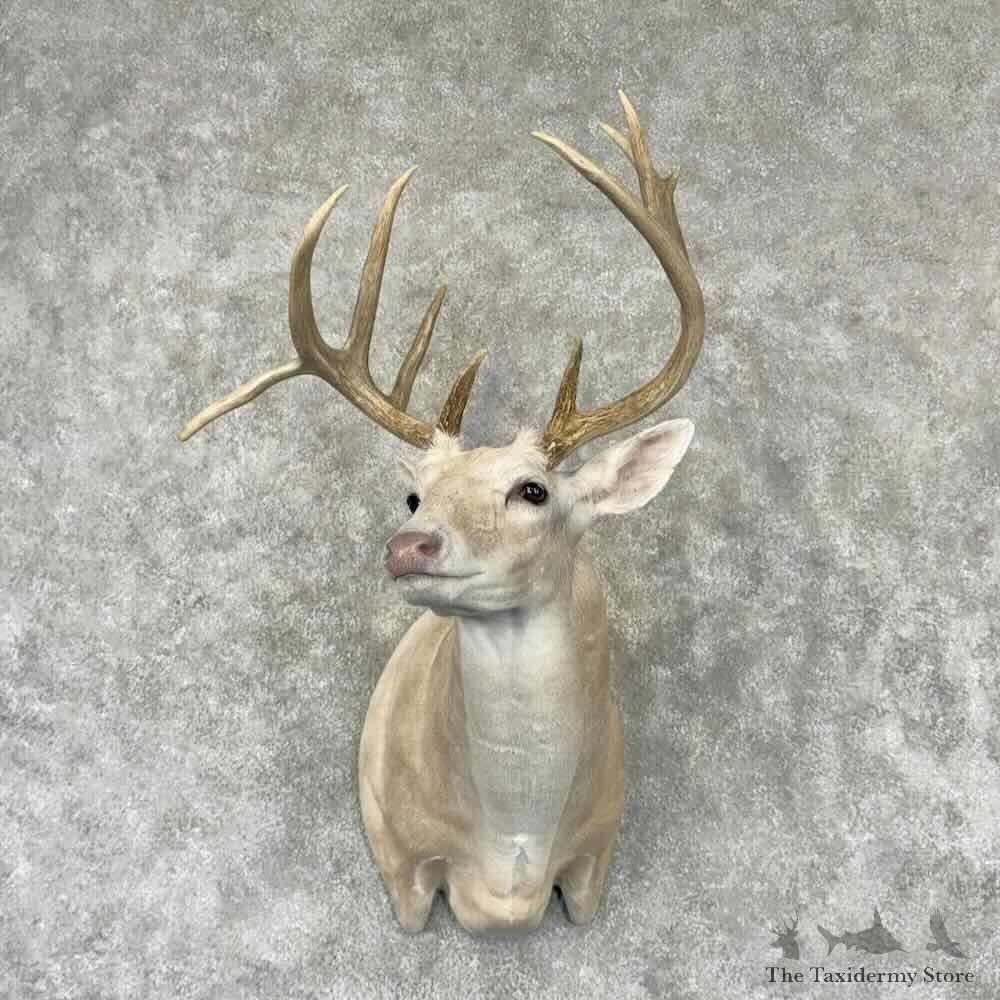 Buff Whitetail Deer Shoulder Mount For Sale #32245 @ The Taxidermy Store