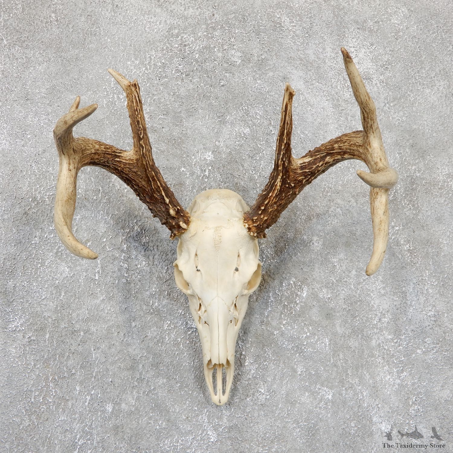 Whitetail Deer Skull European Mount For Sale #19417 @ The Taxidermy Store