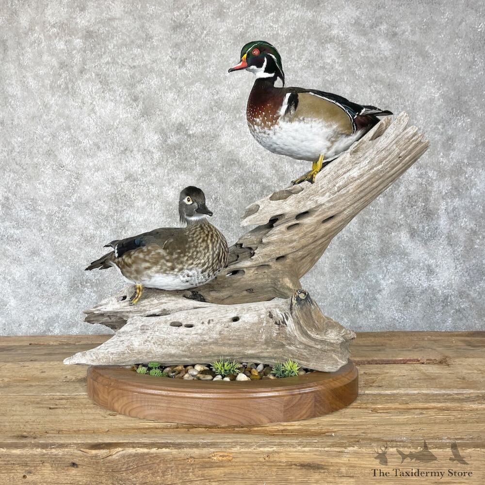 Wood Duck Pair Bird Mount For Sale #28240 @ The Taxidermy Store